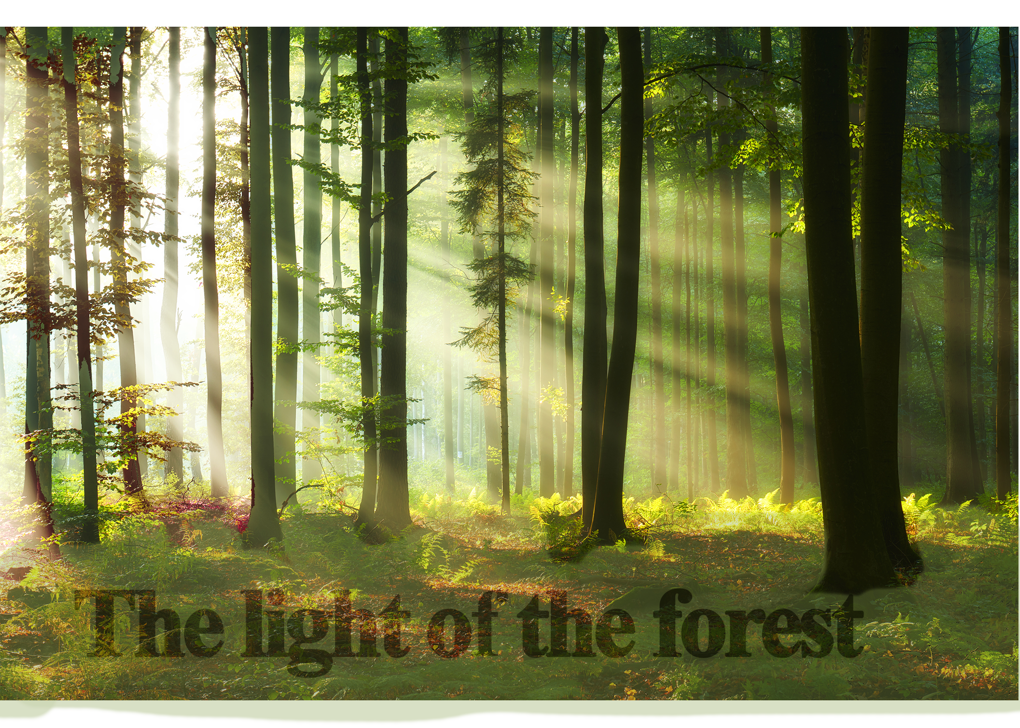 The Light of the Forest